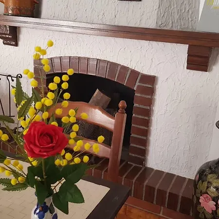 Mimosa جيارديني ناكسوس