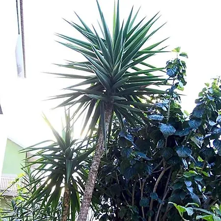 Mimosa فندق مبيت وإفطار جيارديني ناكسوس