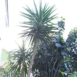 Mimosa Bed and Breakfast
