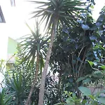 Mimosa