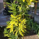 Mimosa 4* Giardini Naxos