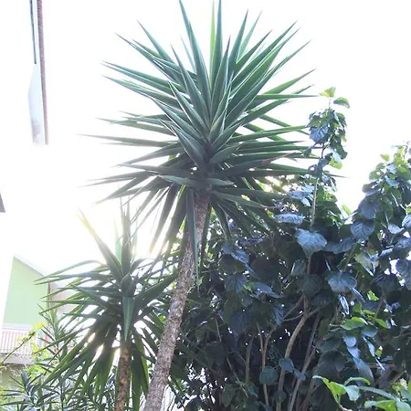 Mimosa Alojamento de Acomodação e Pequeno-almoço