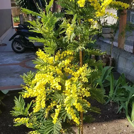 Mimosa 3* Giardini-Naxos
